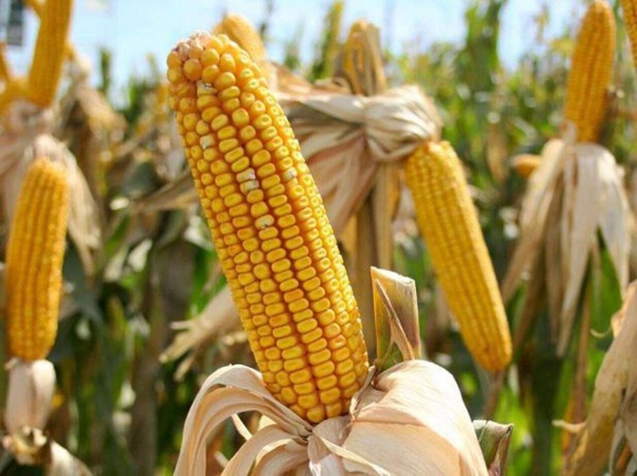 чем отличается кормовая кукуруза от обычной фото